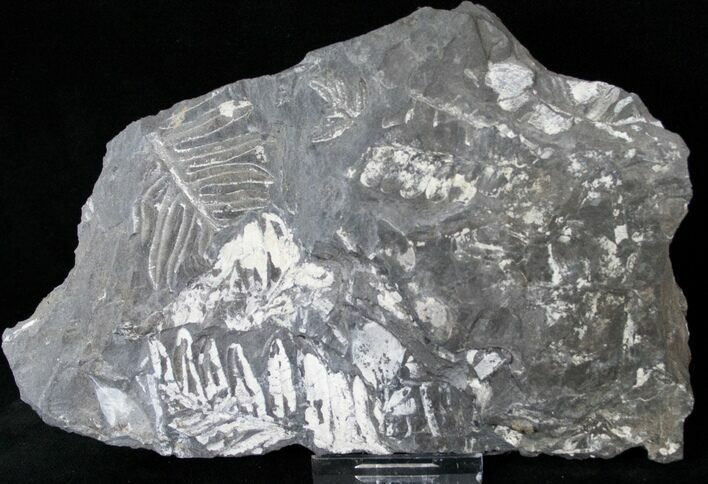 Fossil Seed Fern Plate - Pennsylvania #15837